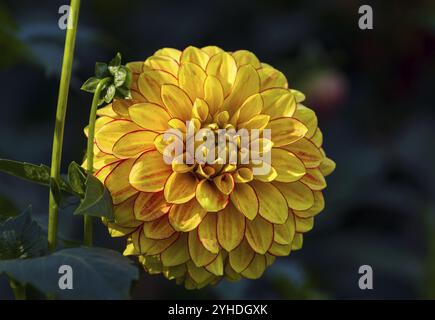 dahlia giallo-rosso brillante su sfondo scuro. Giornata di sole a settembre Foto Stock