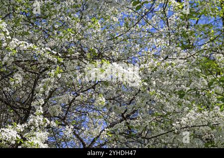 Intrecciando i rami del ciliegio fiorito si crea uno sfondo bellissimo Foto Stock