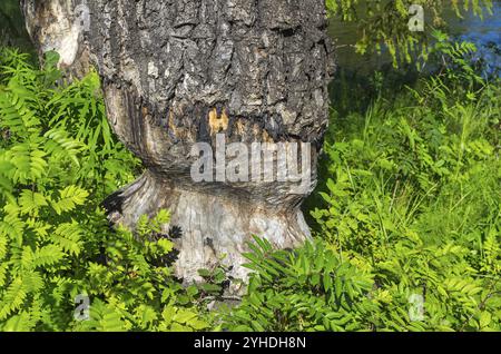 Tracce dei denti del castoro sul Large aspen. Pista River, Carelia, Russia, Europa Foto Stock