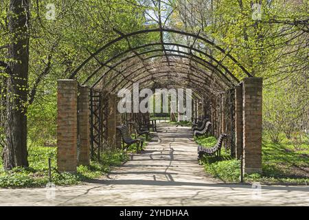 Pergola nel parco. Giorno di sole alla fine di aprile. Mosca, Aptekarsky Ogorod (una filiale dell'Orto Botanico dell'Università statale di Mosca) Foto Stock