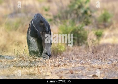 Formichiere gigante (Myrmecophaga tridactyla), al crepuscolo, di fronte all'alba, Pantanal, entroterra, zona umida, riserva della biosfera dell'UNESCO, sito Patrimonio dell'Umanità, wetl Foto Stock