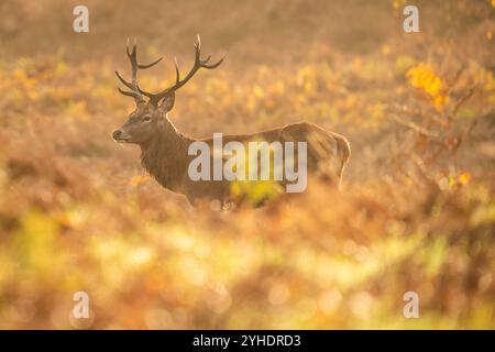 Londra, Regno Unito. 11 novembre 2024. Il cervo rosso girovagerà alla luce del mattino mentre la stagione dei ritmi continua a Richmond Park, sede di oltre 600 cervi liberi. Crediti: Guy Corbishley/Alamy Live News Foto Stock
