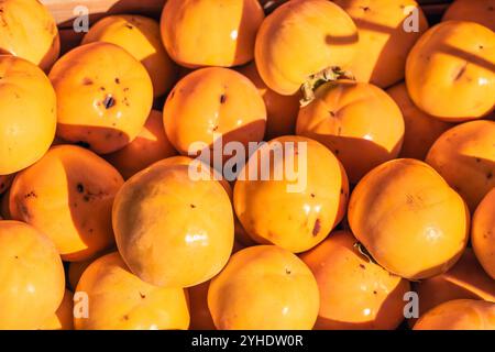 Soffi freschi alla luce del sole Foto Stock