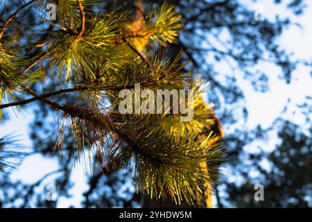 Aghi di pino illuminati dal sole in un baldacchino forestale Foto Stock