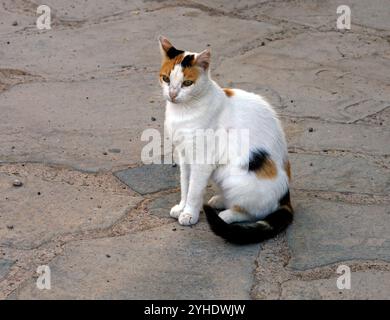 Gatto domestico a tre colori sedeva su un sentiero, l'isola di Tilos, le isole greche del Dodecaneso, la Grecia, l'Europa Foto Stock