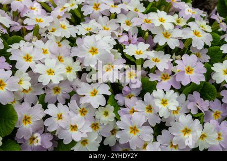 Primrose, primula vulgaris fiori nel giardino primaverile. Foto Stock