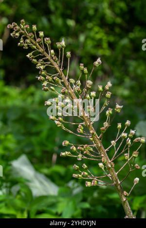 Infiorescenze di butterbur, pestilence wort, Petasites hybridus.Blossom, butterbur comune. Un butterbur fiore petasites ibridus in fiore nel mead Foto Stock