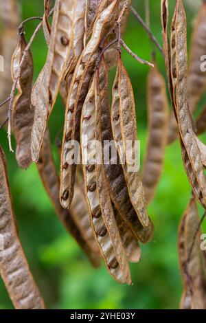 Robinia pseudoacacia, comunemente nota come locusta nera con semi. Foto Stock