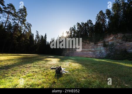 Il cane Husky siberiano si trova sull'erba vicino alla scogliera di Suur Taevaskoja nella foresta all'alba. Foto Stock
