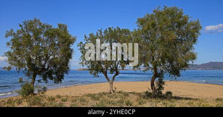 Piccolo gruppo di Tamarix o cedri di sale sulla spiaggia, (tamaricaceae), isola di Agistri, gruppo di isole Saroniche, Grecia, Europa. Foto Stock