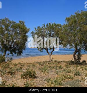 Piccolo gruppo di Tamarix o cedri di sale sulla spiaggia, (tamaricaceae), isola di Agistri, gruppo di isole Saroniche, Grecia, Europa. Foto Stock