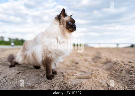 Gatto balinese in piedi con sicurezza su una spiaggia ventosa Foto Stock