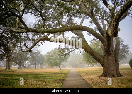 Fort Monroe Live Oak Trees Hampton Virginia // HAMPTON, Virginia - gli storici alberi di quercia (Quercus virginiana) fiancheggiano il quadrilatero principale del Fort Monroe National Monument, una fortificazione costiera del XIX secolo ad Hampton, Virginia. Questi esemplari secolari hanno assistito a generazioni di attività militari sul campo da parata che ombreggiano, compreso il ruolo del forte durante la guerra civile come roccaforte dell'Unione e rifugio per gli schiavi fuggiti. Gli alberi formano una parte essenziale del paesaggio storico del forte, conservato come parte del monumento nazionale di 565 acri istituito nel 2011 dopo il m Foto Stock