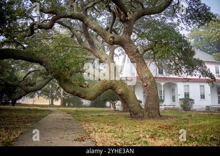 Live Oak Trees Fort Monroe National Monument Hampton Virginia // HAMPTON, Virginia - gli storici alberi di quercia (Quercus virginiana) fiancheggiano il quadrilatero principale del Fort Monroe National Monument, una fortificazione costiera del XIX secolo ad Hampton, Virginia. Questi esemplari secolari hanno assistito a generazioni di attività militari sul campo da parata che ombreggiano, compreso il ruolo del forte durante la guerra civile come roccaforte dell'Unione e rifugio per gli schiavi fuggiti. Gli alberi formano una parte essenziale del paesaggio storico del forte, preservato come parte del monumento nazionale di 565 acri istituito i Foto Stock