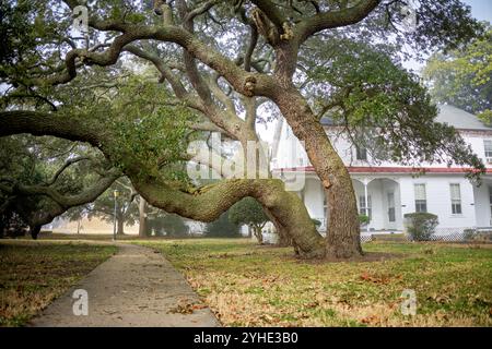Live Oak Trees Fort Monroe National Monument Hampton Virginia // HAMPTON, Virginia - gli storici alberi di quercia (Quercus virginiana) fiancheggiano il quadrilatero principale del Fort Monroe National Monument, una fortificazione costiera del XIX secolo ad Hampton, Virginia. Questi esemplari secolari hanno assistito a generazioni di attività militari sul campo da parata che ombreggiano, compreso il ruolo del forte durante la guerra civile come roccaforte dell'Unione e rifugio per gli schiavi fuggiti. Gli alberi formano una parte essenziale del paesaggio storico del forte, preservato come parte del monumento nazionale di 565 acri istituito i Foto Stock