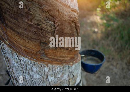 Alberi di gomma che non producono lattice, piantagioni di gomma Foto Stock