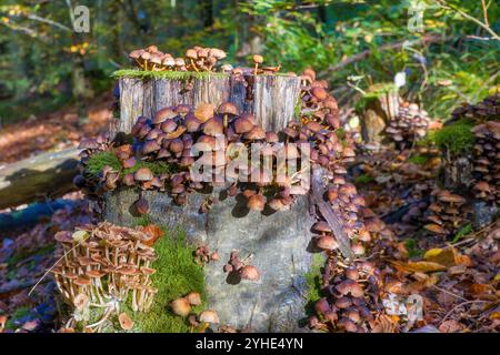 un ceppo d'albero nella foresta ricoperto di molti funghi bruni alla luce del sole Foto Stock