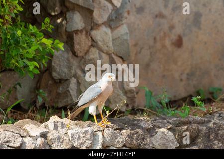 shikra, un piccolo goshawk a banda stretta, un rapace africano e asiatico di sparrowhawk in piedi su un muro di pietra in un giardino urbano la mattina presto in nigeria Foto Stock