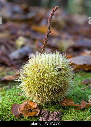 un castagno chiuso verde che giace sul terreno della foresta di muschio di fronte a una foresta sfocata Foto Stock