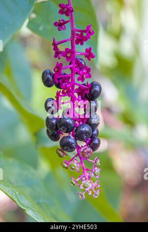 una panicola con bacche di pokeweed di colore blu scuro maturo e verdi accresciute con foglie verdi Foto Stock