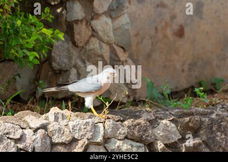 shikra, un piccolo goshawk a banda stretta, un rapace africano e asiatico di sparrowhawk in piedi su un muro di pietra in un giardino urbano la mattina presto in nigeria Foto Stock