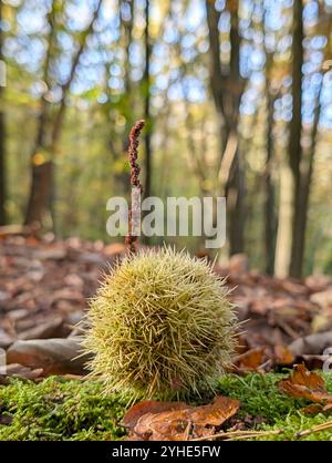 un castagno chiuso verde che giace sul terreno della foresta di muschio di fronte a una foresta sfocata Foto Stock