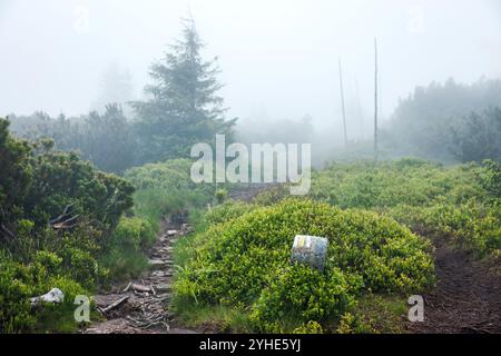 Sentiero attraverso la foresta di montagna segnato da un cartello di sentiero dipinto sulla roccia. Sentiero di trekking nella nebbia Foto Stock