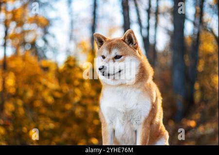 Ritratto del cane rosso Shiba inu all'aperto in autunno Foto Stock