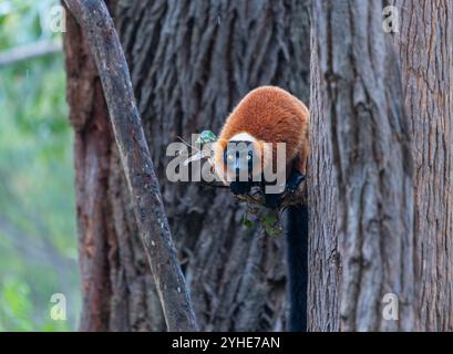 Un lembo rosso arroccato su un ramo d'albero. Il lemure ha un'impressionante pelliccia rossa e un volto nero con occhi gialli brillanti. Andasibe Reserve, Madagascar Foto Stock