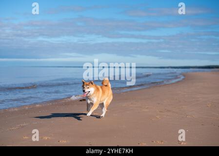 Il cane Shiba inu corre sulla spiaggia di sabbia nelle giornate di sole Foto Stock