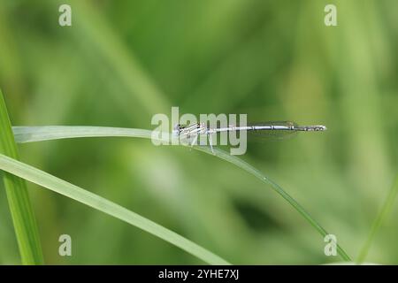 Damselfly dalle gambe bianche o Blue Featherleg maschio - Platycnemis pennipes Foto Stock