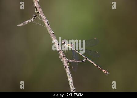 Willow Emerald Damselfly o Western Willow Spreadwing femmina - Chalcolestes viridis Foto Stock