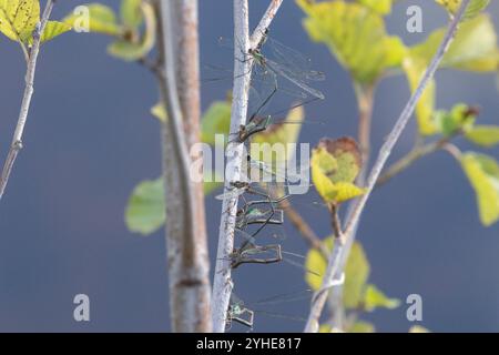 Willow Emerald Damselfly o Western Willow Spreadwing quattro paia e una singola femmina di ovipositing - Chalcolestes viridis Foto Stock
