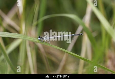 Damselfly dalle gambe bianche o Blue Featherleg maschio - Platycnemis pennipes Foto Stock