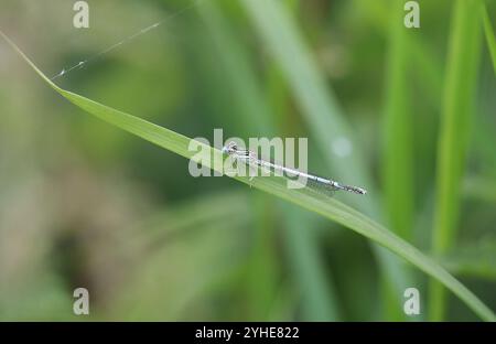 Damselfly dalle gambe bianche o Blue Featherleg maschio - Platycnemis pennipes Foto Stock