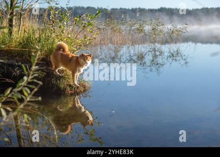 Un cane Red Shiba Inu riflesso in un'acqua di un bellissimo lago nella foresta in una soleggiata mattina di ottobre Foto Stock