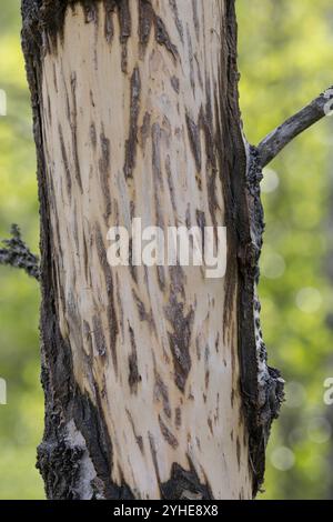 Elch Hat Rinde von Birke geschält und gefressen, Schälung, Fraßspur, Frass-Spur, Wildschaden, Wildverbiss, Alces alces, Elk, danni alla navigazione, Elan Foto Stock