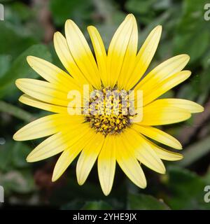 Erva gorga, una specie di Arctotheca, nome scientifico Arctotheca calendula. Fiore giallo con petali sottili e lunghi. Foto Stock