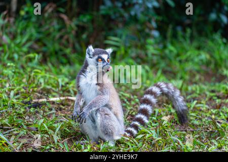 Un lembo dalla coda ad anello si trova sul fondo della foresta, con la sua lingua sporgente mentre guarda di lato. Il lemure ha una pelliccia nera, bianca e grigia con un lungo, r Foto Stock