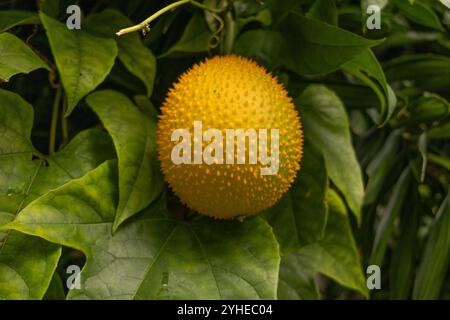 Primo piano di un frutto maturo del gac Momordica cochinchinensis appeso a un vitigno circondato da foglie verdi. Foto Stock