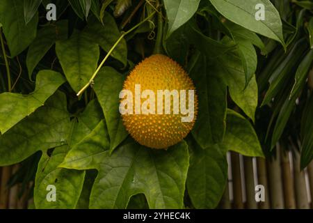 Primo piano di un frutto maturo del gac Momordica cochinchinensis appeso a un vitigno circondato da foglie verdi. Foto Stock