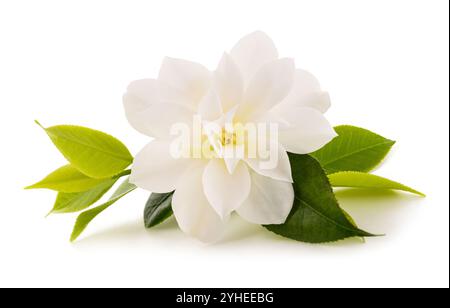 White camellia flower isolati su sfondo bianco Foto Stock