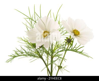 Fiori cosmo bianchi isolati su sfondo bianco Foto Stock