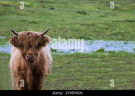 Mucca di Galloway (Emsland-Germania) Foto Stock