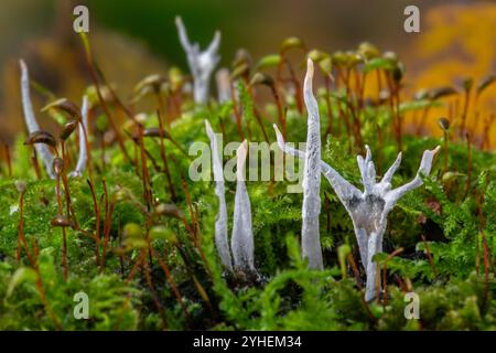 Fungo candelabro / fungo candelabro / corna di carbonio / fungo corno di cervo (Xylaria ipossylon) sul ceppo di albero nella foresta lambita in autunno / autunno Foto Stock