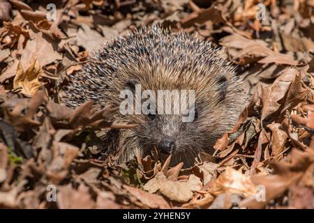 Un simpatico riccio nativo (Erinaceous europaeus) che si accoccola in un mucchio di foglie autunnali. Una specie in declino. Suffolk . REGNO UNITO Foto Stock