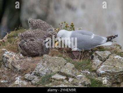 Un gabbiano aringa (Larus argentatus) Uno spettacolo orribile , nutrendo i suoi pulcini ben cresciuti un grosso pulcino morto in cima alle scogliere . Yorkshire, Regno Unito Foto Stock