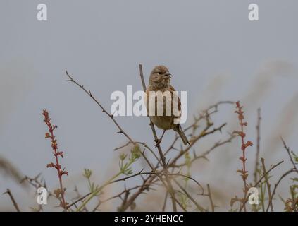 Un linnet femminile colorato (Linaria cannabina) arroccato su un ramoscello spinoso . Suffolk, Regno Unito Foto Stock