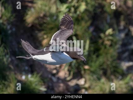 Un Razorbill (Alca torda) in volo, ali allungate, contro le ripide scogliere della costa dello Yorkshire Foto Stock