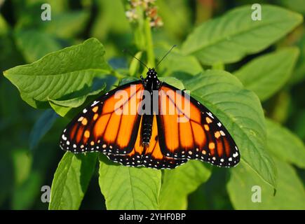 Farfalla Monarch - Danaus plexippus. Arroccato su una pianta di Pokeweed - phytolacca heterotepala. Oeiras, Portogallo. Messa a fuoco selettiva poco profonda per l'effetto. Foto Stock